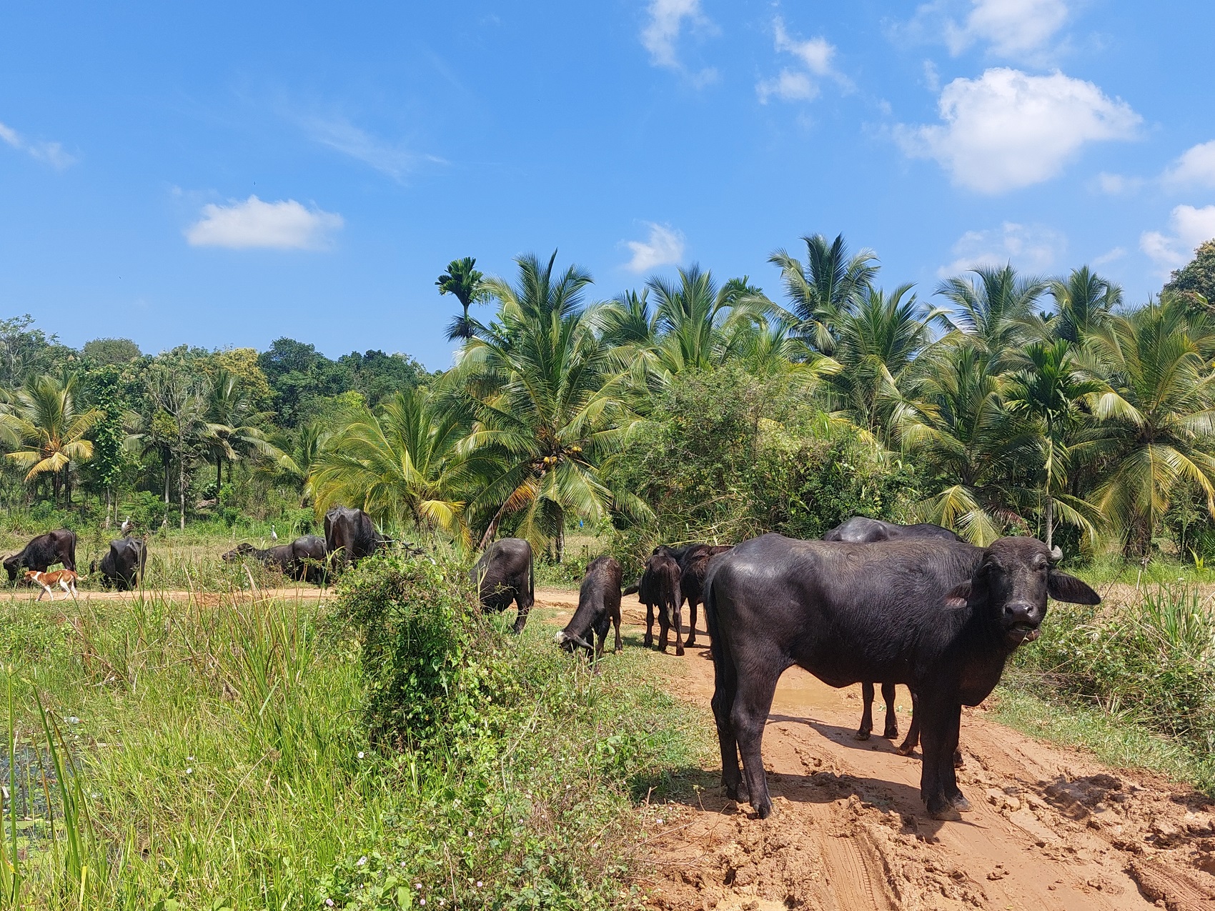 Cycling Holidays Sri Lanka