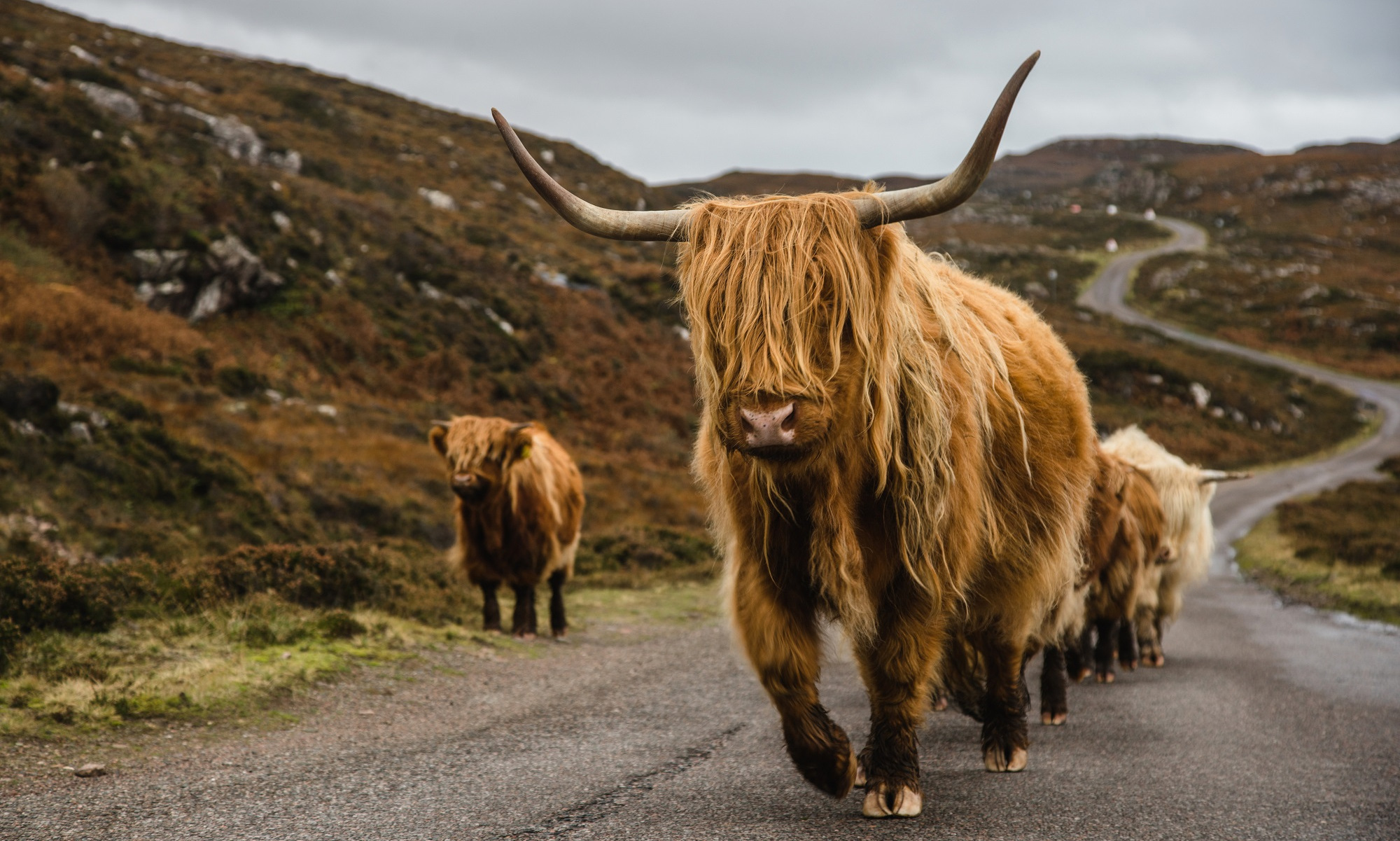 Cycling Scotland - redspokes