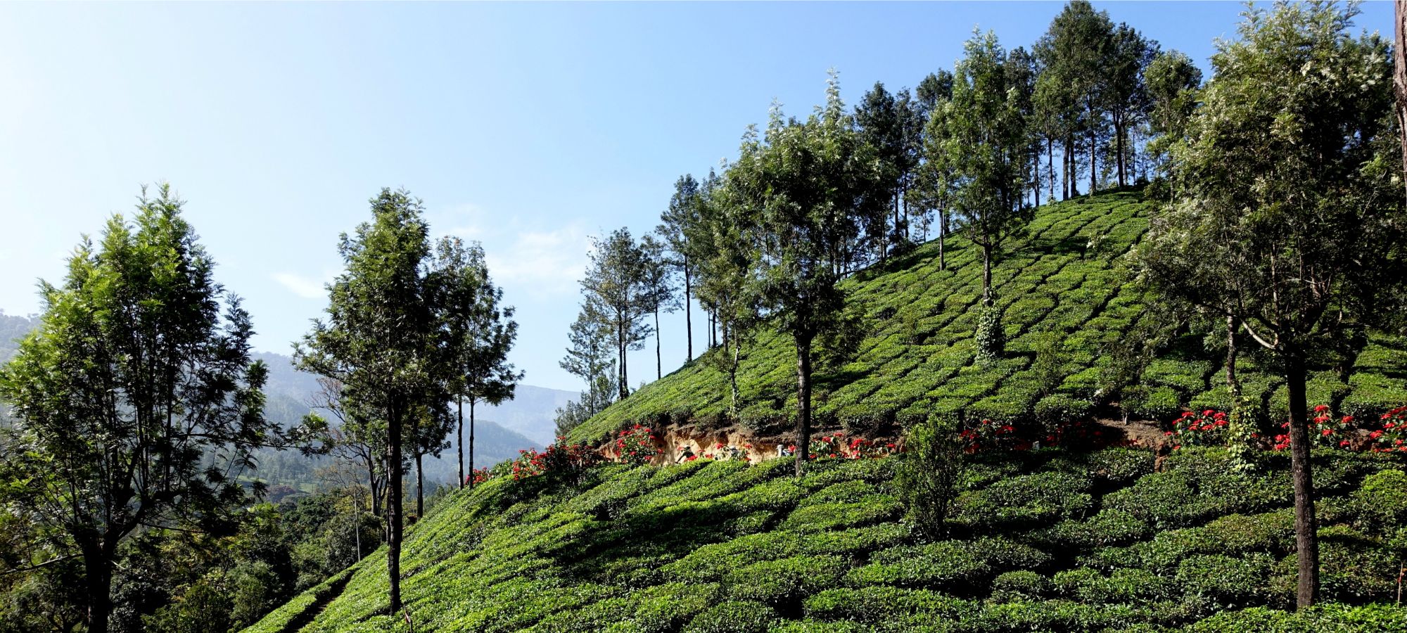 Cycling Holidays - Kerala - Tamil Nadu 