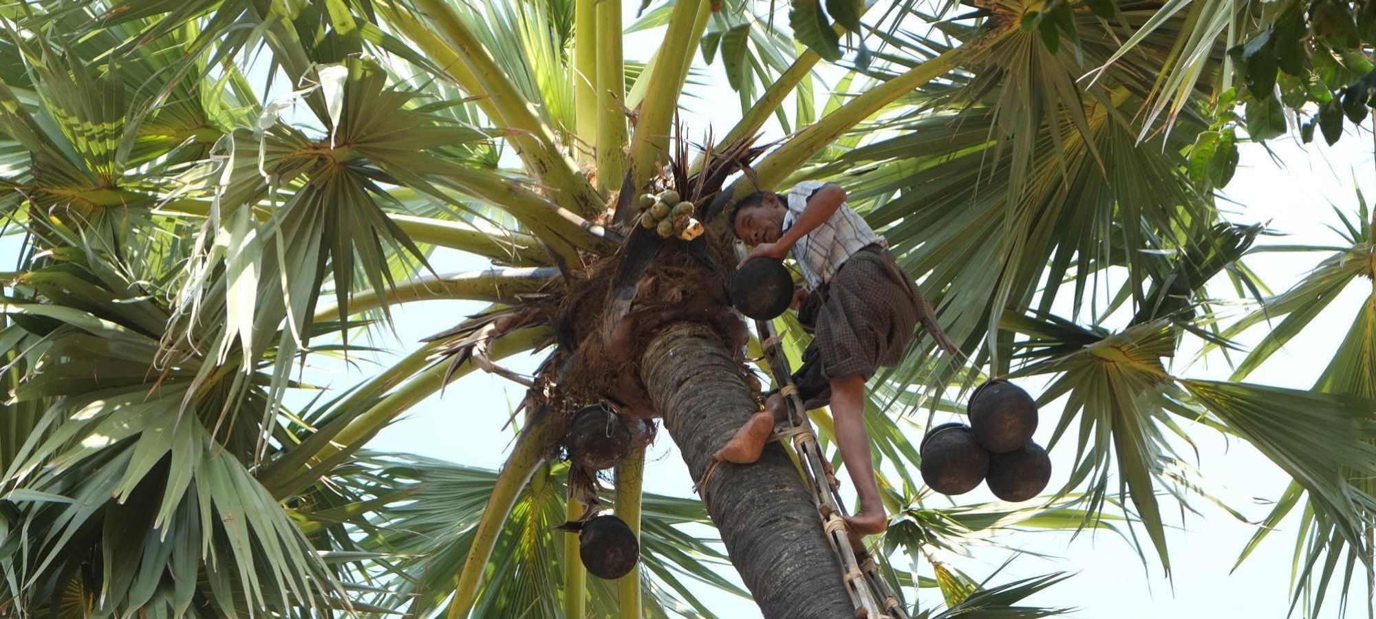 makeshift bamboo ladders (yin) on Coconut palm trees