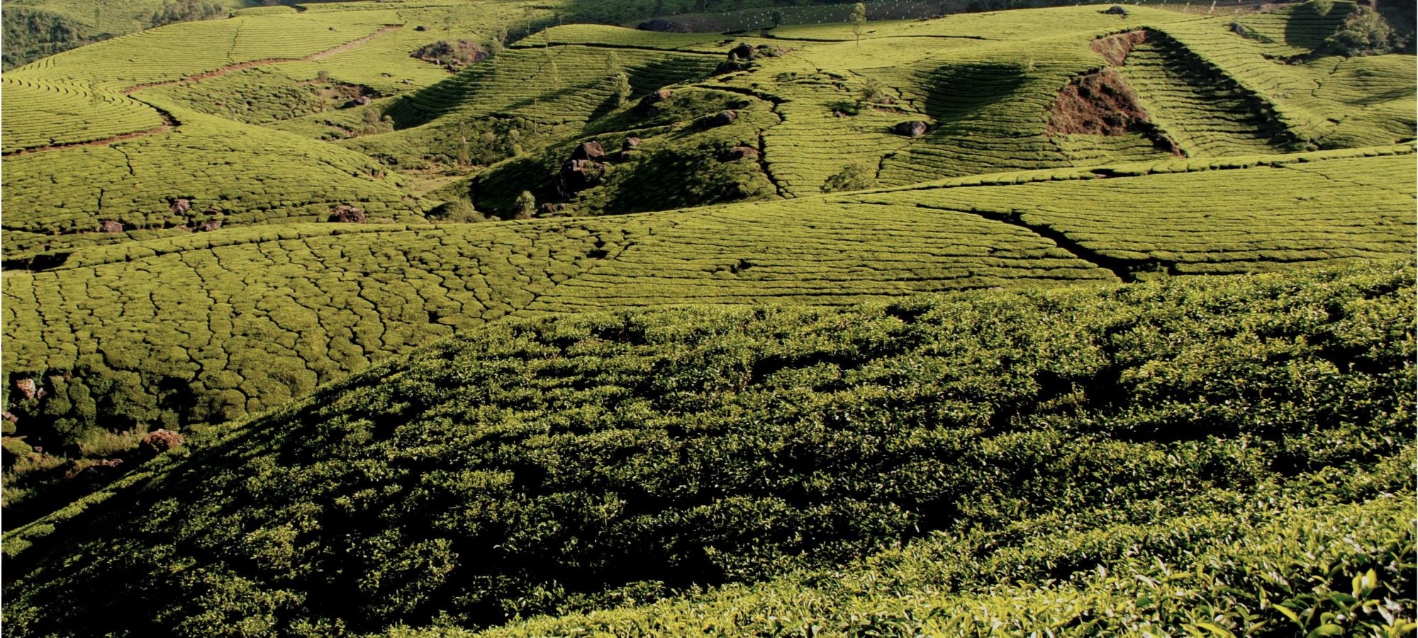 Cycling Holidays - Kerala - Tamil Nadu 