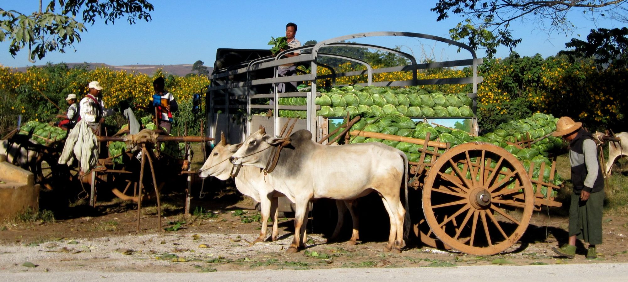 Cycling Holidays Myanmar