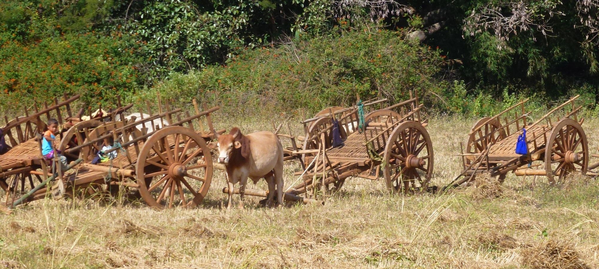 Ox cart - common sight in Myanmar
